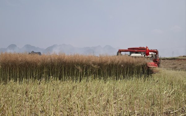 长宏网配资 重要突破！油菜抗裂角育种“核心芯片”诞生