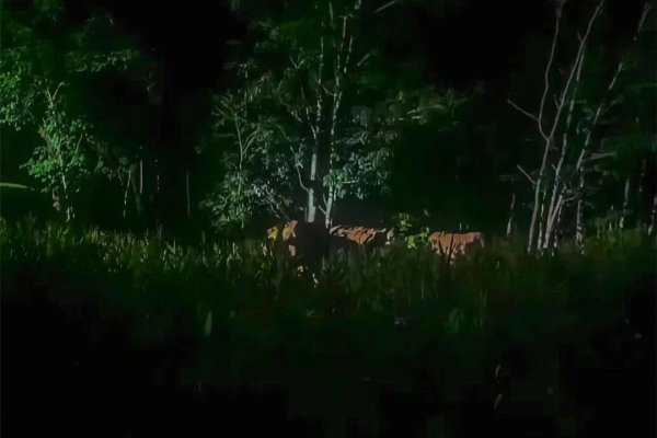 启恒配资 野象“打卡”跨境铁路？背后原因暖到了！