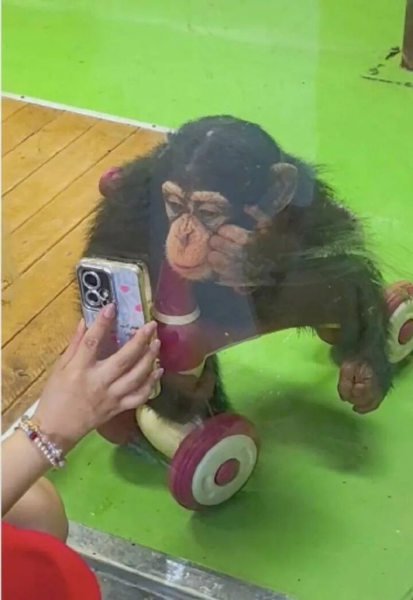 华盛配资 “请大家不要再给猩猩看手机了！”上海野生动物园提醒：会引发健康问题