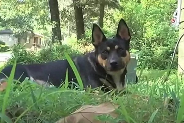 大旗策略 一年叼4块人骨回家，疑似来自同一人！宠物乱捡东西牵出离奇命案